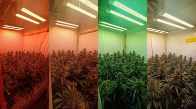 The role of red and white light in optimizing growth and accumulation of plant specialized metabolites at two light intensities in medical <mark class="highlighted">cannabis</mark> (<mark class="highlighted">Cannabis</mark> sativa L.)